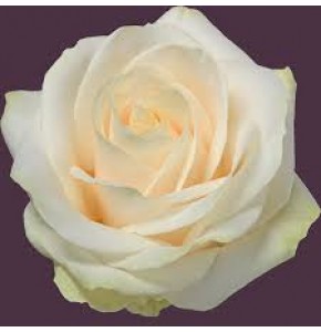 ΤΡΙΑΝΤΑΦΥΛΛΑ ΛΕΥΚΑ 60εκ. ROSEN FOUR SEASONS 60cm